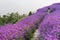 Blurred purple flowers field with romantic path, peaceful and enchanting landscape