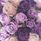 Blurred purple roses