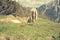 Blurred rear view of a sheep in alpine meadow.