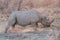 Blurred Rhino running