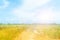 Blurred rice field and blue sky