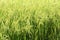 Blurred Rice plant green for background, Rice plantation background