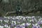 A blurred sad boy sitting on a fallen tree in dark park, many crocus flowers in front of him - he is apathic, dismal, cheerless
