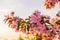 blurred selective focus apple tree blossom against sunset sky