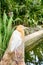 Blurred and selective focus image of lonely cattle egret (Bubulcus ibis) bird standing near the pond