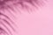 Blurred shadow of tropical palm leaves on pink wall background. Summer concept