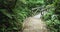 Blurred shot of mossy bridge in Costa Rican rainforest with wildlife