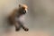 Blurred silhouette of a running cheetah in a jump with foreground focus and a blurry background. Creative illustration with copy