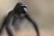 Blurred silhouette of a single gorilla with foreground focus and a blurry background. Creative illustration with copy space. 3D