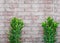 Blurred small trees on brick wall background