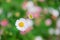 Blurred small white flowers on green bokeh background