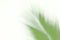 Blurred soft of leaves coconut palm tree green nature beautiful on white background coconut, blur leaves bush coconut palm tree