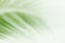 Blurred soft of leaves coconut palm tree green nature beautiful on white background coconut, blur leaves bush coconut palm tree