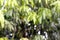 Blurred soft of mango leaves tree green nature beautiful for background farm, blur leaves bush mango tree forest bright green