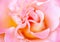 Blurred soft romantic pink rose