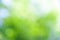 Blurred soft summer background of green leaves with bokeh effect