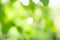 Blurred soft summer background of leaves and branches with bokeh effect