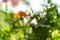 Blurred soft summer background of leaves and flowers shining by sun with bokeh effect. Background creative wallpaper for