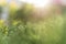 Blurred soft summer background of plants shining by sun with bokeh effect. Background creative wallpaper for