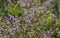 Blurred spring or summer nature background.