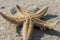 Blurred Starfish closeup view sand travel holiday family experience