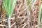 Blurred sugar cane plantations farm for background, the tree cane field sugarcane blur background, sugarcane agriculture