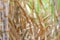 Blurred sugar cane plantations farm for background, the tree cane field sugarcane blur background, sugarcane agriculture