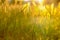 Blurred summer background. Field grasses and ears in the golden sunlight at sunset