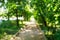 Blurred summer background. Road among green trees on a sunny day