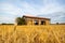 Blurred summer wheat field with open barn house and stacked  straw bales in background