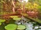 Blurred sunrise scattering rays of sun illuminate  pond in  tropical garden, tropical plants and trees are reflected on  surface