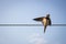 Blurred swallow on the rope. Single bird on wire against blue sky, unfocused. Screaming small wild bird, defocused.