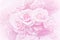 Blurred of sweet roses in pastel color style