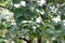 Blurred Teak tree farm forest for Teak background, Teak Plantation