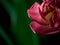 Blurred tulip on green background. Copy space for the text. Greeting card for Women`s Day or Mother`s Day