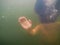 Blurred underwater shot of sinking or drowning person in green turbid water