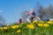 Blurred unrecognizable children walking in park, ride bikes. Spring season, green grass meadow, bright yellow dandelions