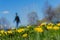 Blurred unrecognizable man walking in park, spring season, green grass meadow and bright yellow young dandelions, copy