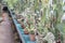 Blurred. Variety of succulents in the greenhouse. Background. Concept of plant breeding