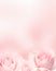 Blurred vertical background with three pink roses