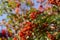 Blurred. Vibrant ripe orange red rowan berries on a rowan tree branches bottom up view, rowan berries in autumn garden