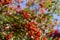 Blurred. Vibrant ripe orange red rowan berries on a rowan tree branches bottom up view, rowan berries in autumn garden