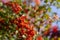 Blurred. Vibrant ripe orange red rowan berries on a rowan tree branches bottom up view, rowan berries in autumn garden