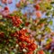 Blurred. Vibrant ripe orange red rowan berries on a rowan tree branches bottom up view, rowan berries in autumn garden