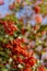 Blurred. Vibrant ripe orange red rowan berries on a rowan tree branches bottom up view, rowan berries in autumn garden