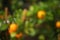 Blurred view of calamondin shrub with fruits