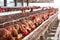 Blurred view of Chicken farm. can be used as abstract blur backg