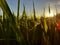 Blurred view of spider welcoming sunrise in rice field