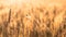 Blurred. Wheat ear in sunlight close-up on the background of a wheat field in light glare. Background. Selective focus