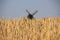 A blurred windmill in the background of a wheat field in summer